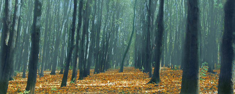 How to use a Random Forest classifier in Python using Scikit-Learn